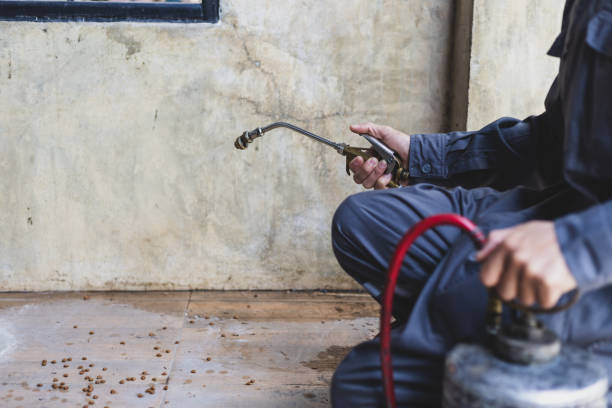 Best Flea Control Services  in Sconsin Rapids, WI